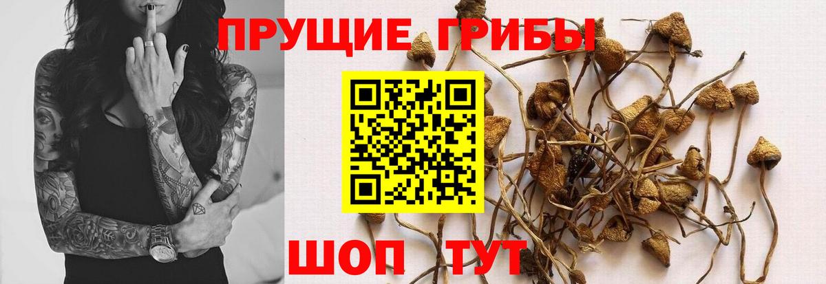 Галлюциногенные грибы прущие грибы  Вход с VPN  Старая Купавна 